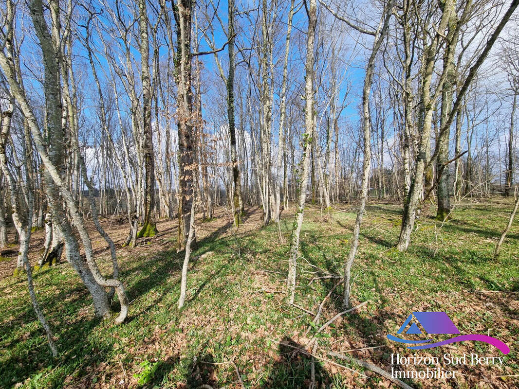 Terrain boisé - Maison à VICQ-EXEMPLET