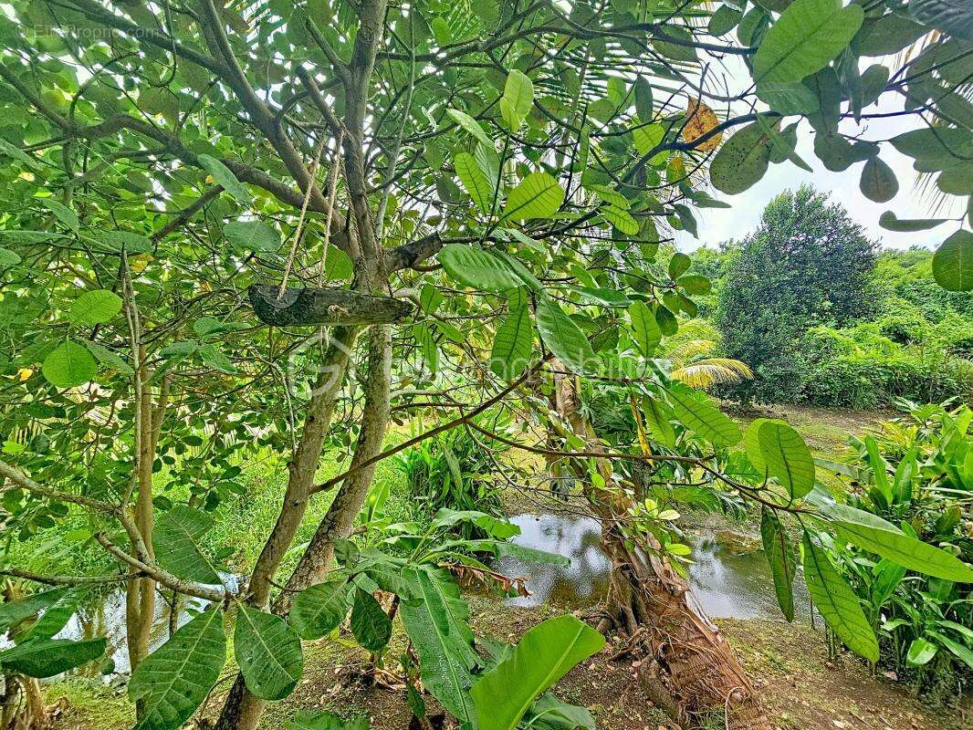 Maison à SAINTE-ANNE