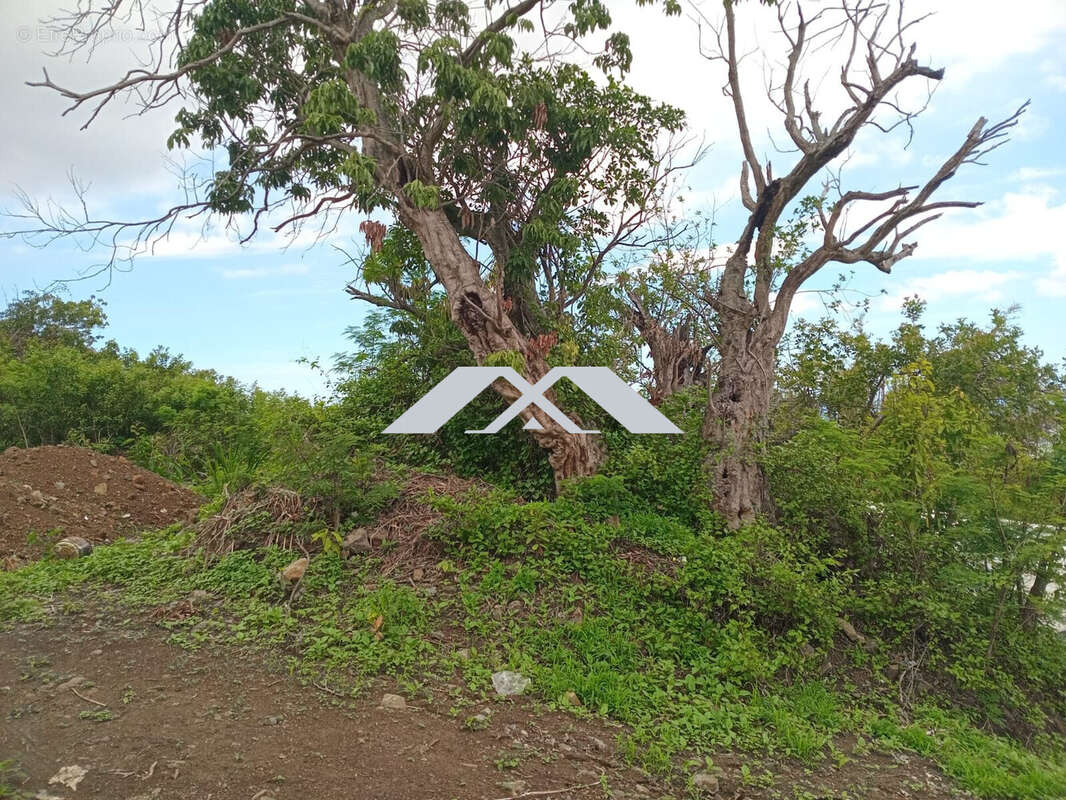 Terrain à SAINT-PAUL
