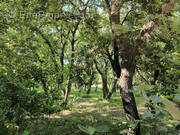 Terrain à SAINT-SIFFRET