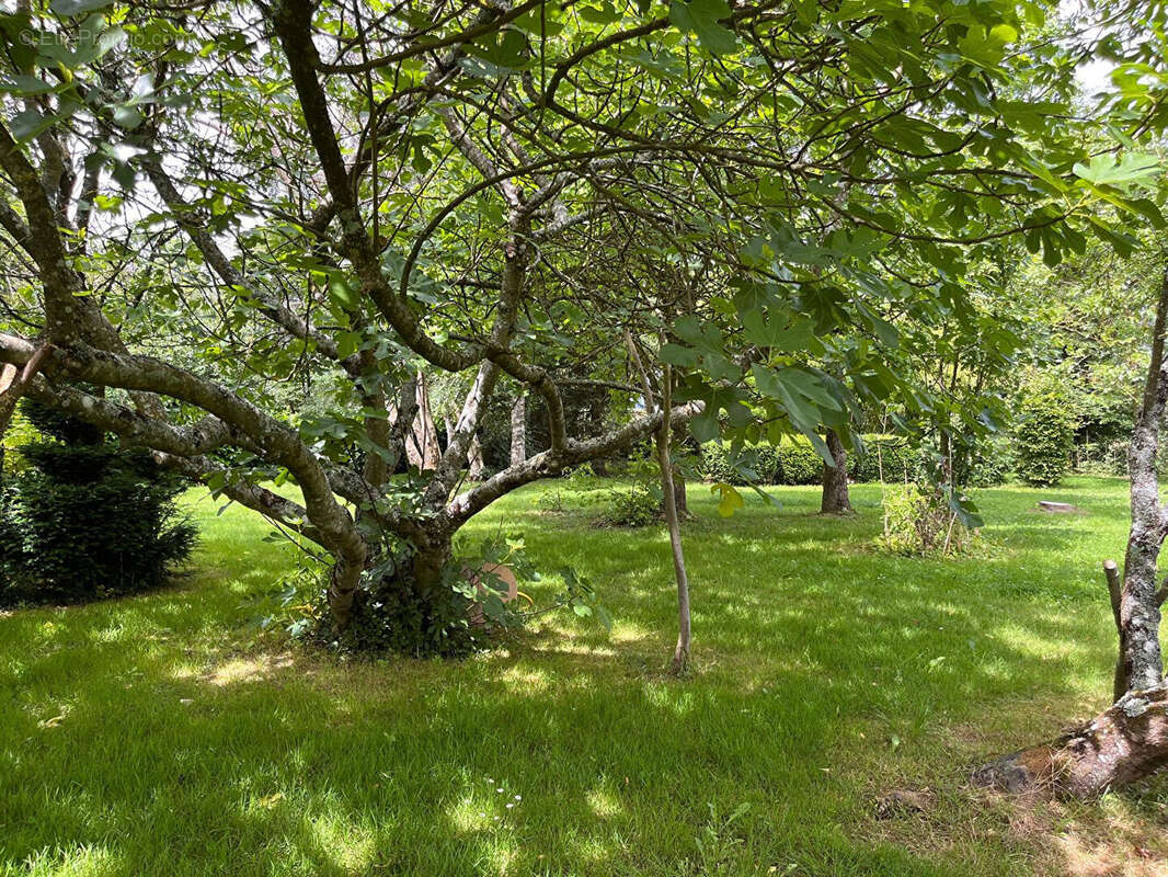 Propriété rurale sur 11658m2 - photo 7