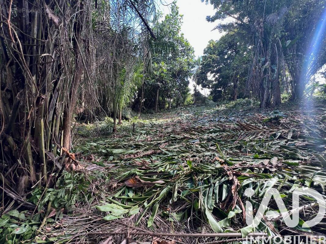 Photo 1 - Terrain à BAIE-MAHAULT