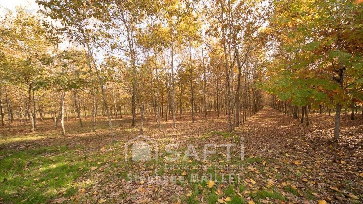 Photo 2 - Maison à VILLENEUVE-DE-MARSAN