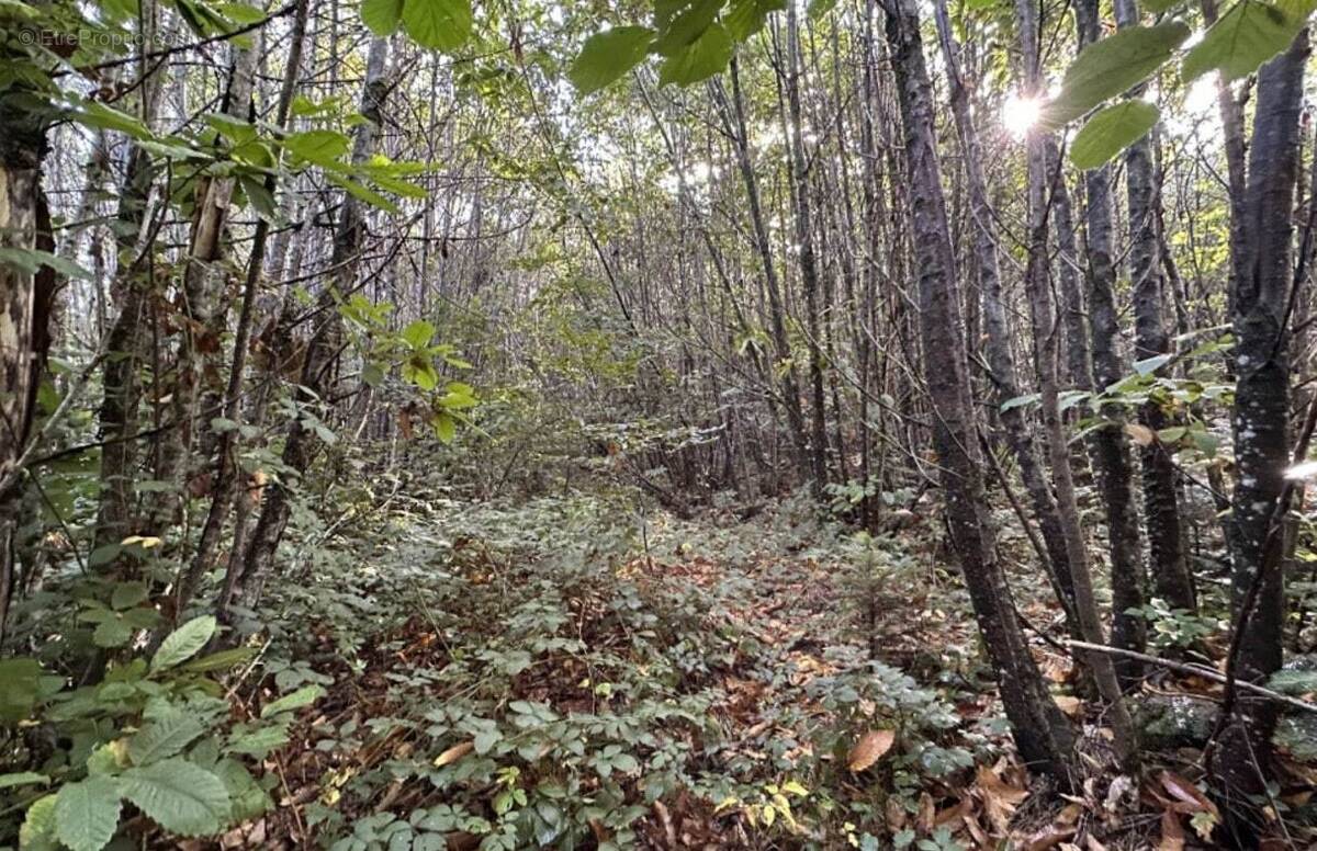 Terrain à MARSAC-SUR-L&#039;ISLE