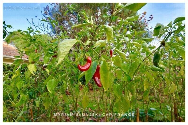 Maison à RIVIERE-SAAS-ET-GOURBY