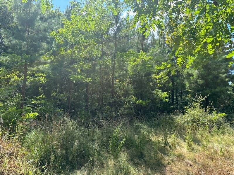 Terrain à RION-DES-LANDES