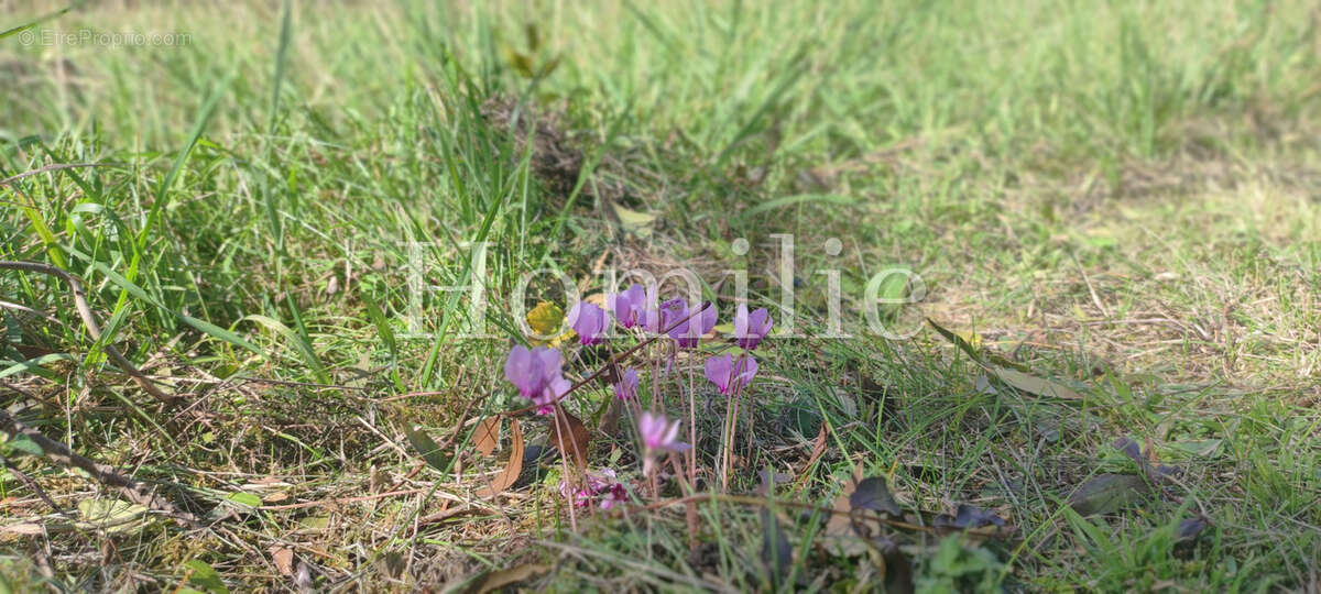 Terrain à LA CROIX-EN-TOURAINE