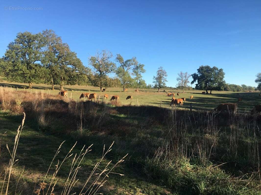 Maison à L'ISLE-JOURDAIN