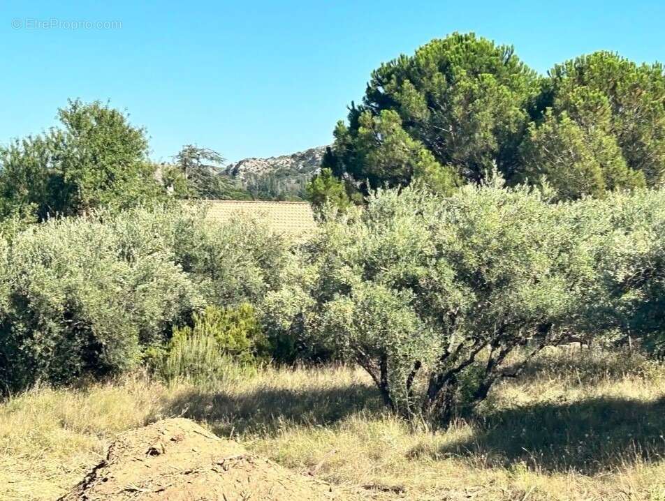 Terrain à ROQUEMAURE