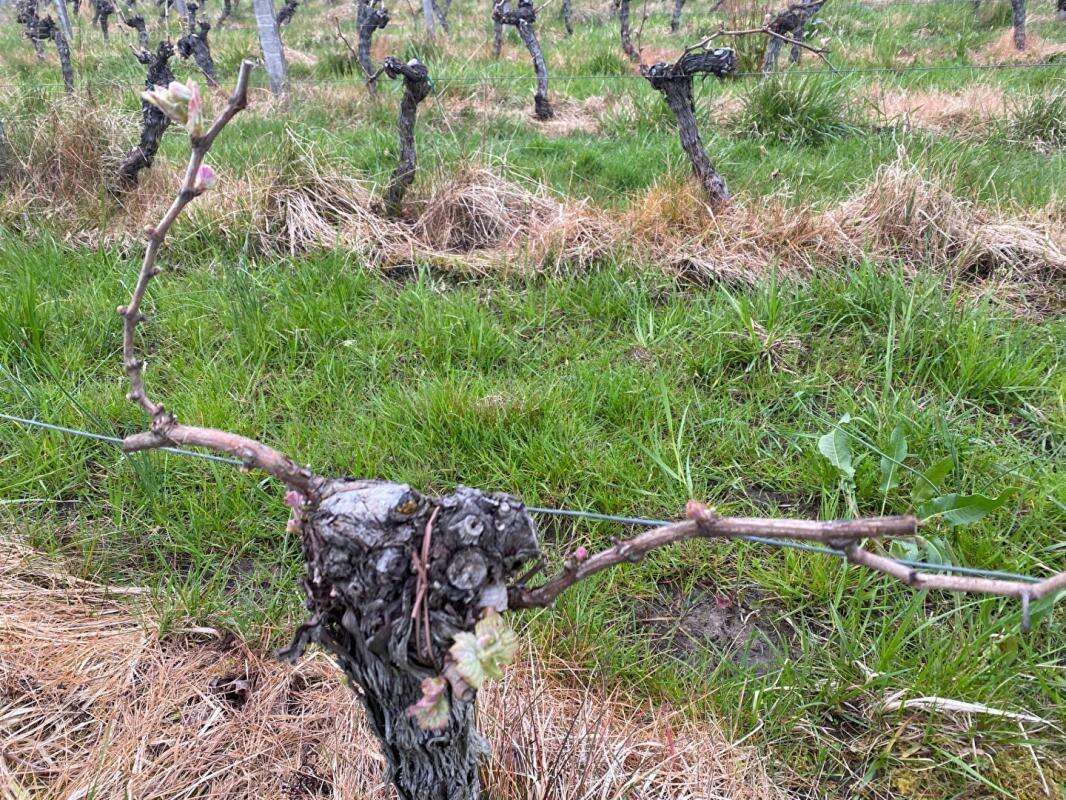 Maison à SAINT-MAGNE-DE-CASTILLON