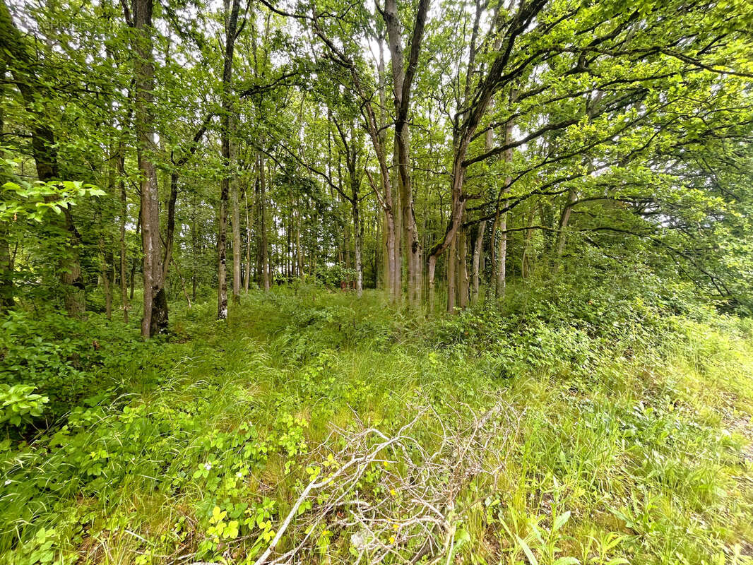 Terrain à NOGENT-LE-PHAYE