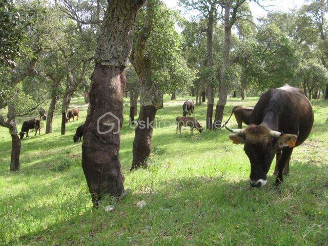 Terrain à ARGELES-SUR-MER