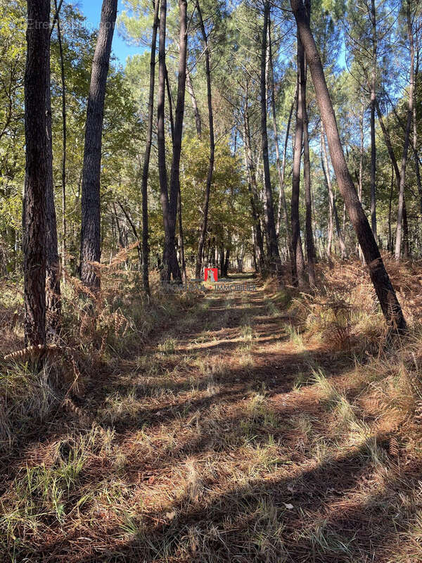 Terrain à SAINT-ANDRE-DE-CUBZAC
