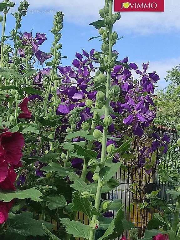 Maison à PEYREHORADE