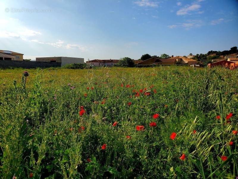 Terrain à LESPIGNAN