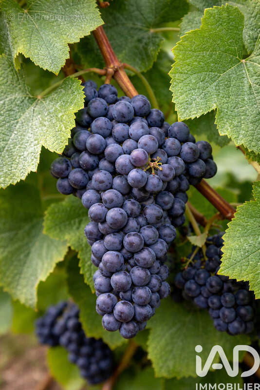 Photo 2 - Terrain à VAILLY-SUR-AISNE