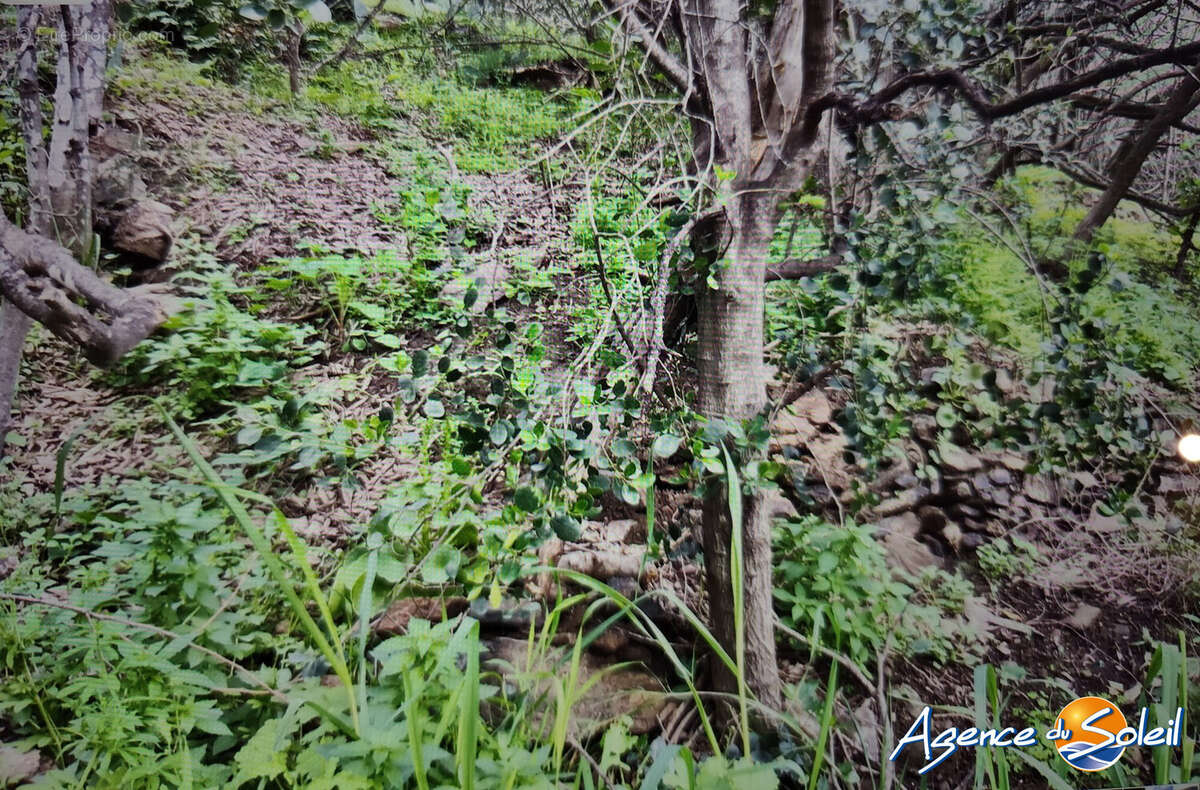 Terrain à BANYULS-SUR-MER