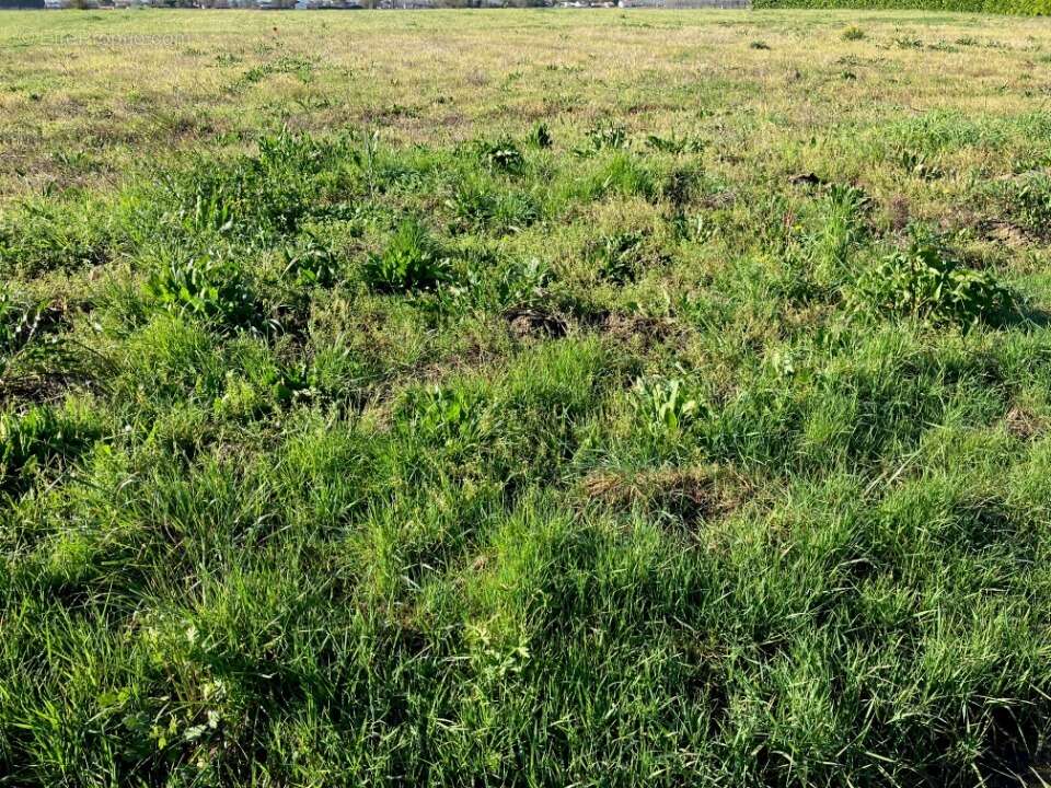 Terrain à MONTPELLIER-DE-MEDILLAN