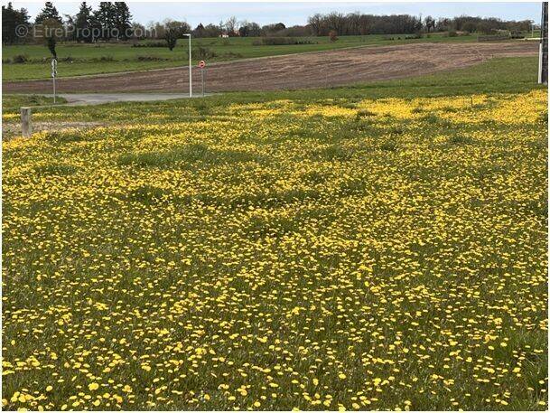 Terrain à SAINT-ANGEAU