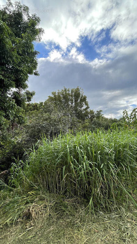 Terrain à SAINTE-MARIE