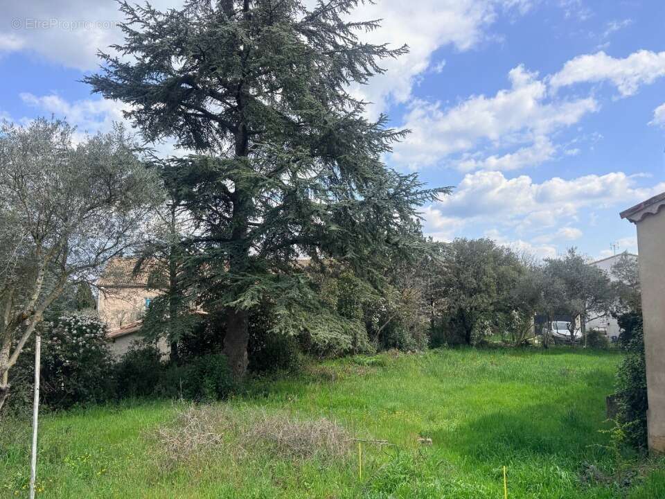 Terrain à SAINT-MAXIMIN-LA-SAINTE-BAUME