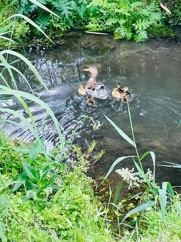 Photo 7 - Maison à MALAUNAY