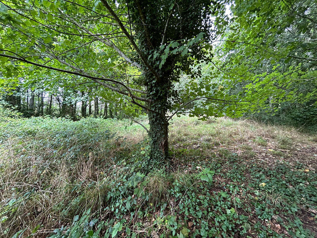 Terrain à SAINT-EVARZEC