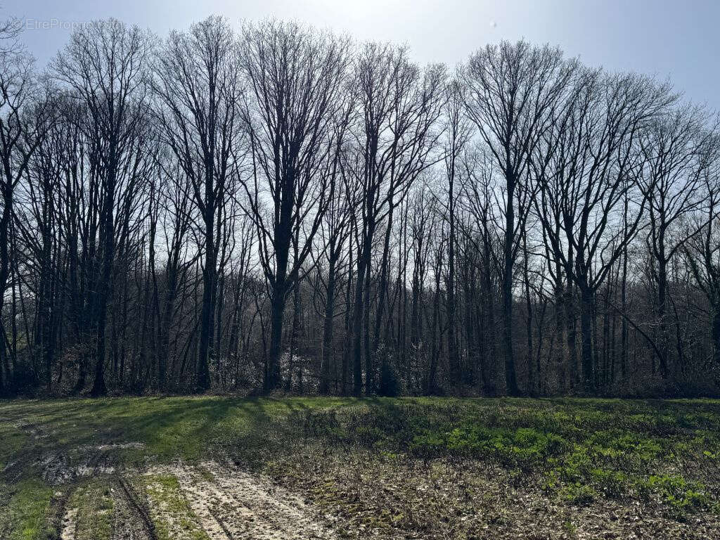 À vendre   Propriété forestière de 78 ha   Indre (36) - photo 3