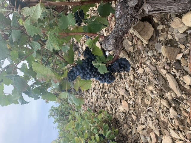 Maison à BANYULS-SUR-MER