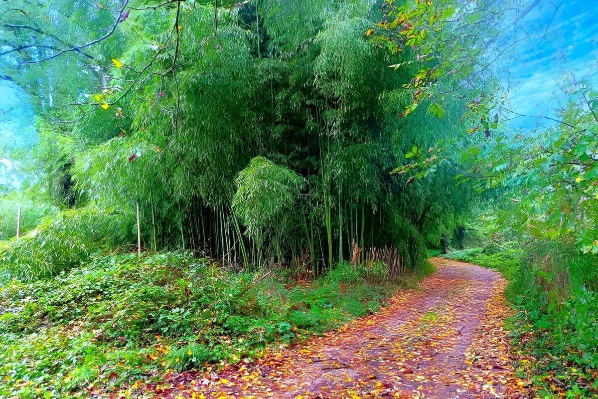 Terrain à LESCURE-D'ALBIGEOIS