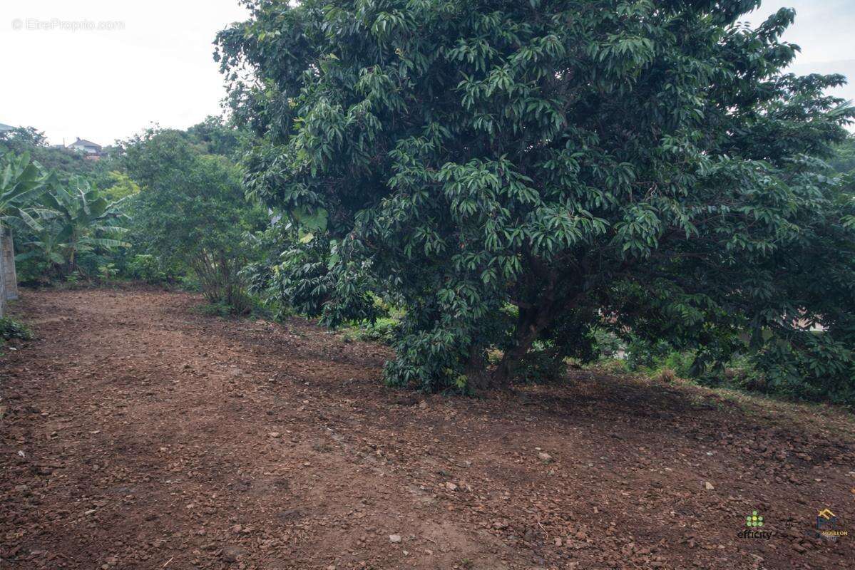 Terrain à SAINT-LOUIS