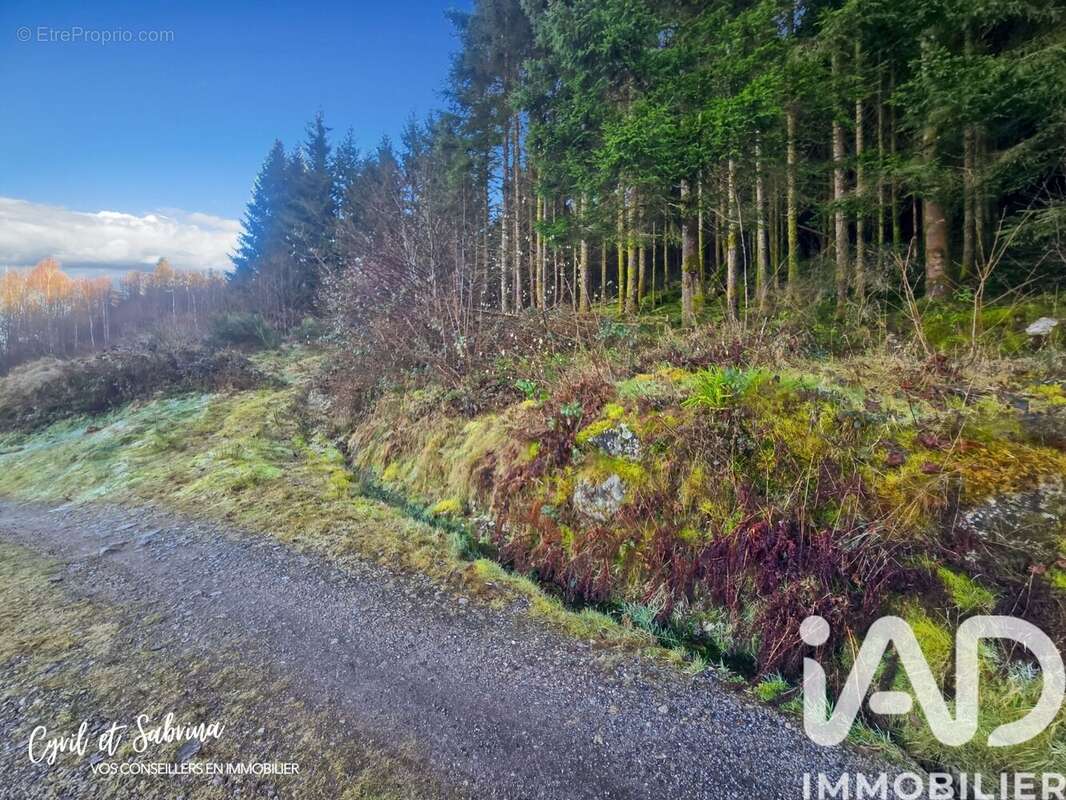 Photo 4 - Maison à SAULXURES-SUR-MOSELOTTE