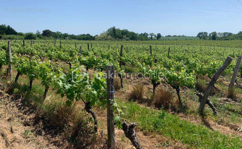Proche Eauze - Propriété viticole de 25ha - photo 16