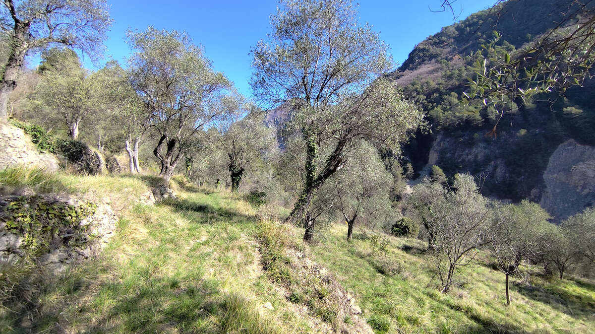 Maison à BREIL-SUR-ROYA