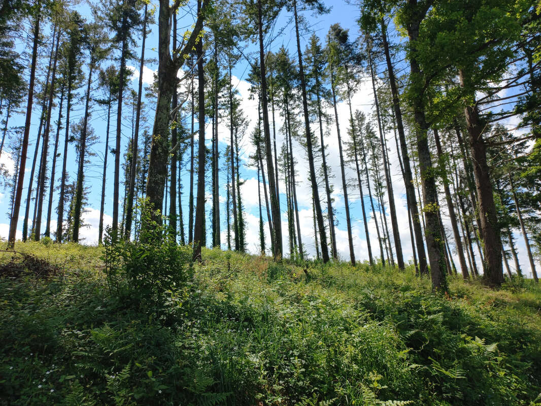 Maison à TRIE-SUR-BAISE