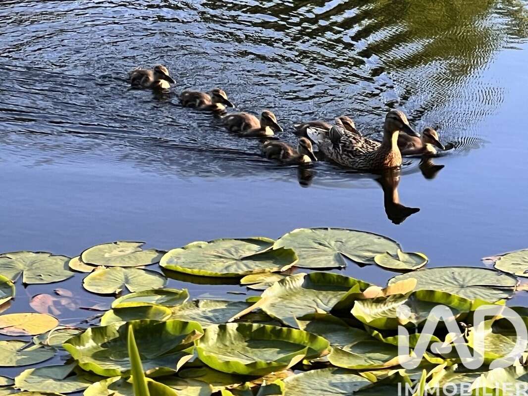 Photo 7 - Appartement à SIX-FOURS-LES-PLAGES