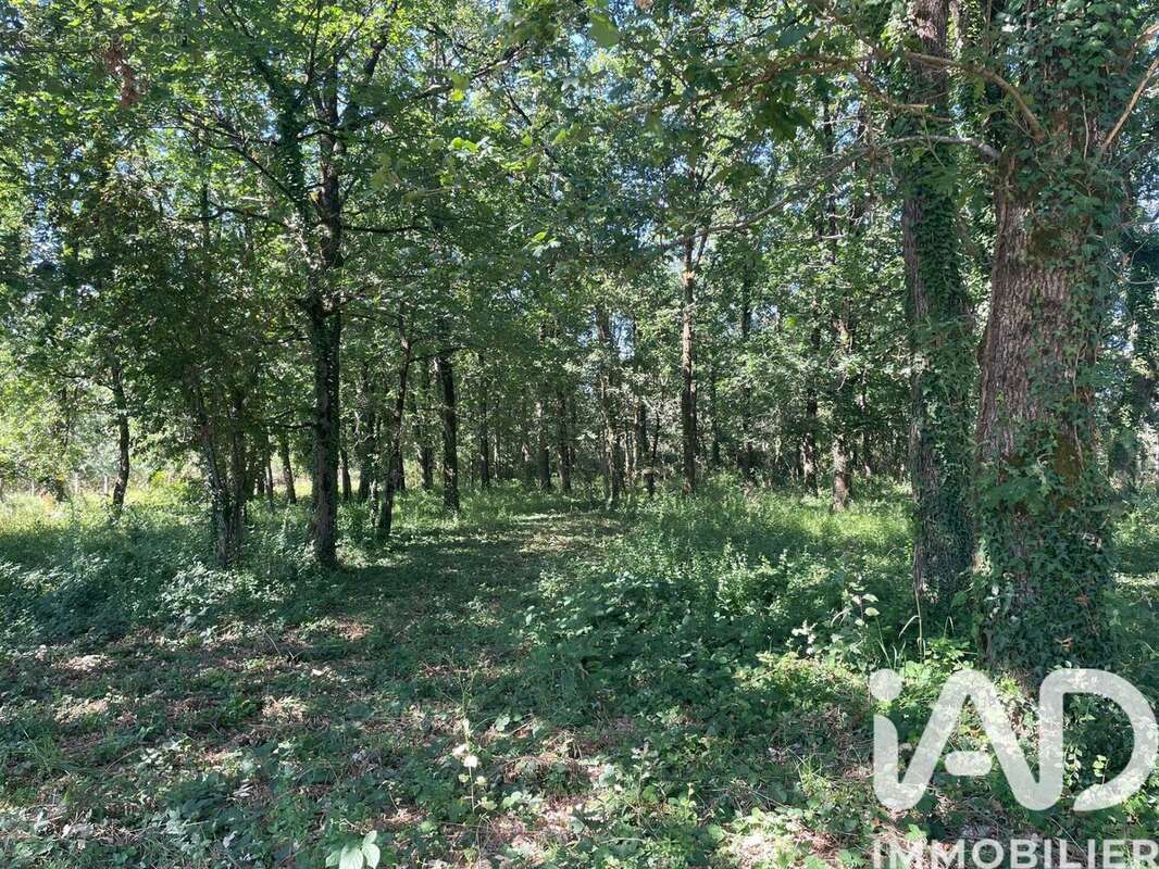 Terrain 3604 m² à Montbartier  - photo 6