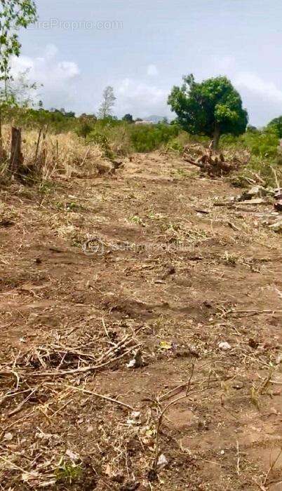 Terrain à VIEUX-HABITANTS