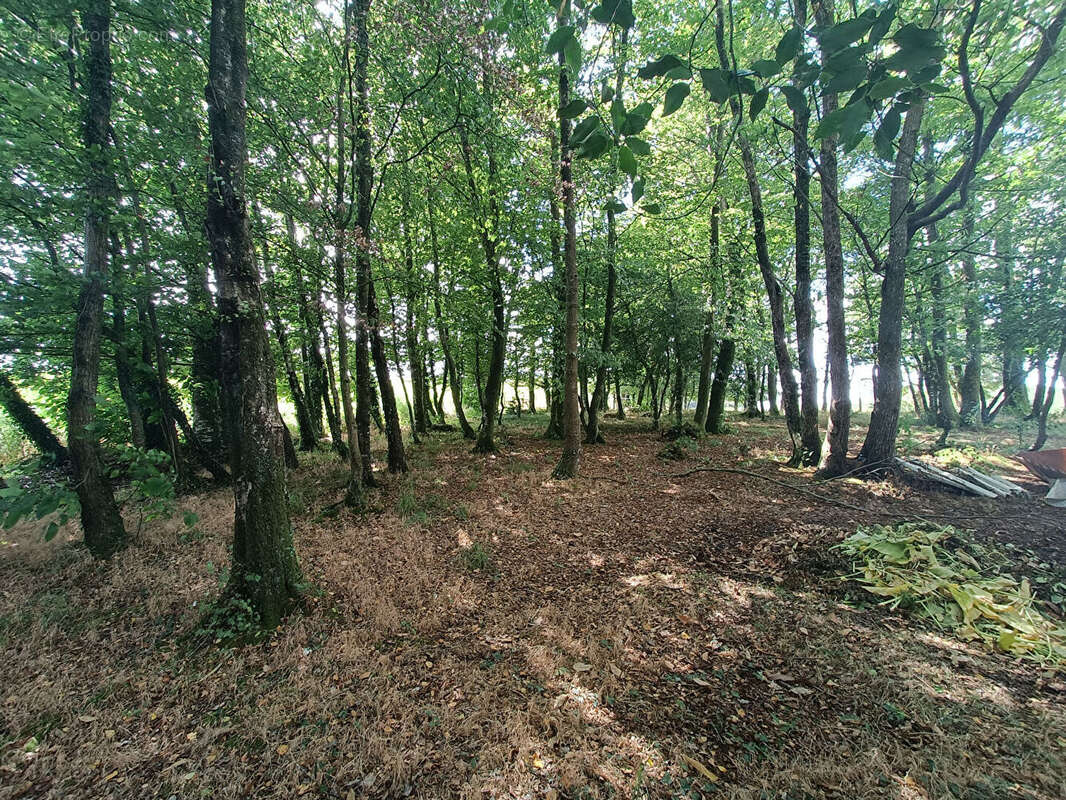 Sur un hectare de tranquillite a languidic - photo 4