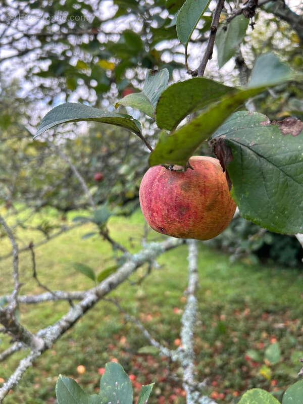 Terrain à SAINT-ANDRE-DE-LIDON