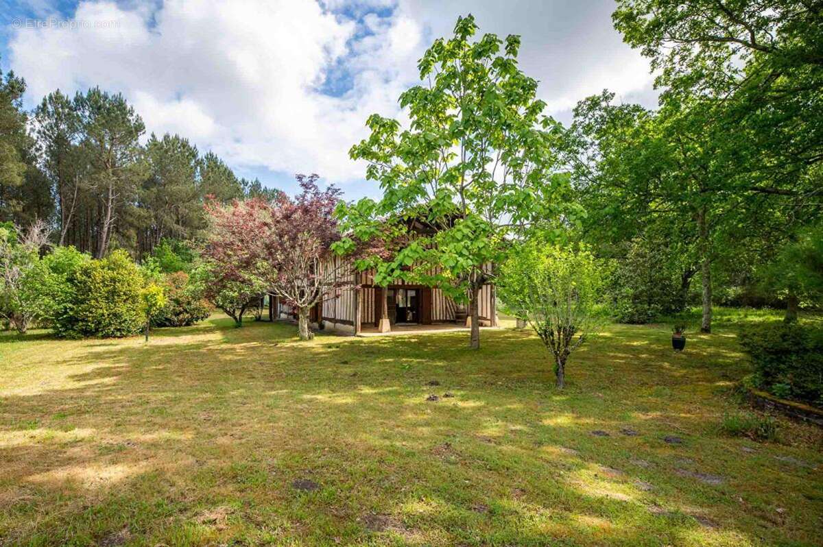 Maison Landaise entre pins et Océan - photo 17