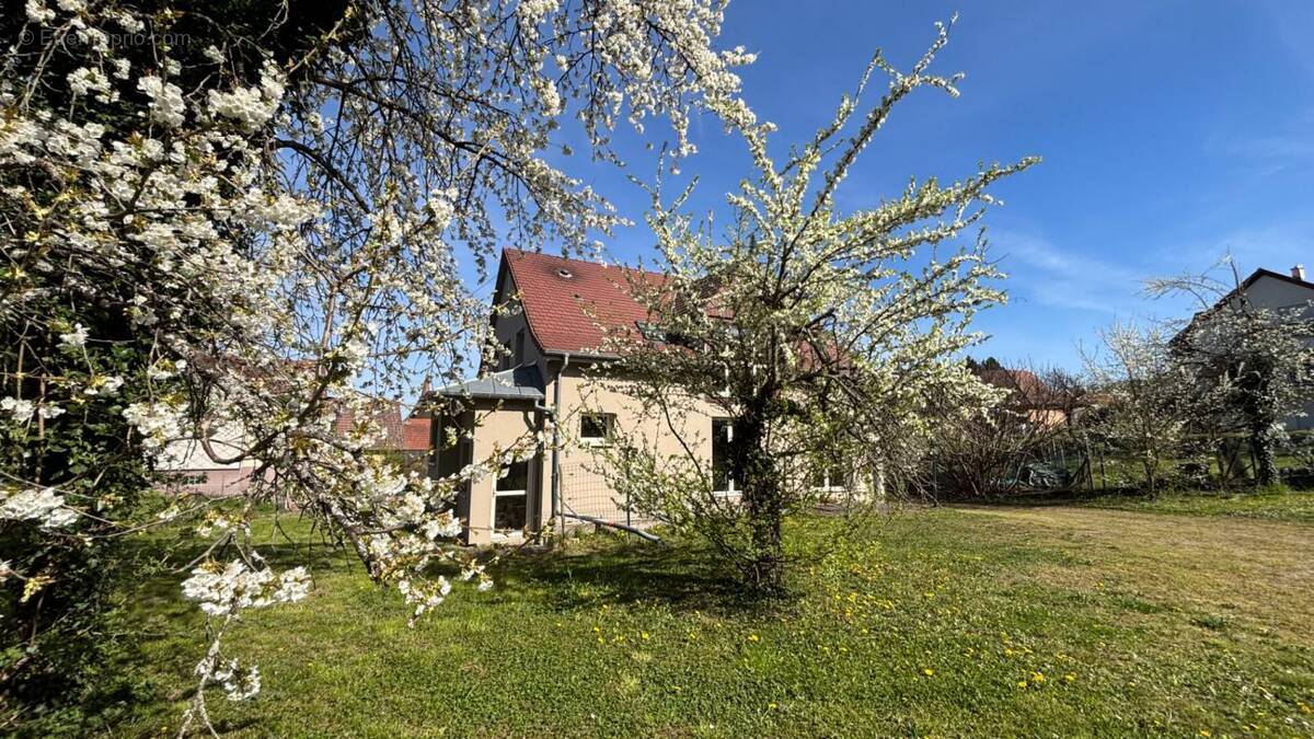Maison à NIEDERMORSCHWIHR