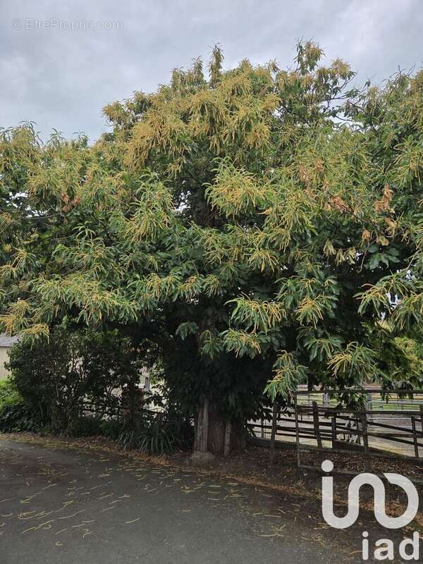 Photo 3 - Maison à CHEMILLE