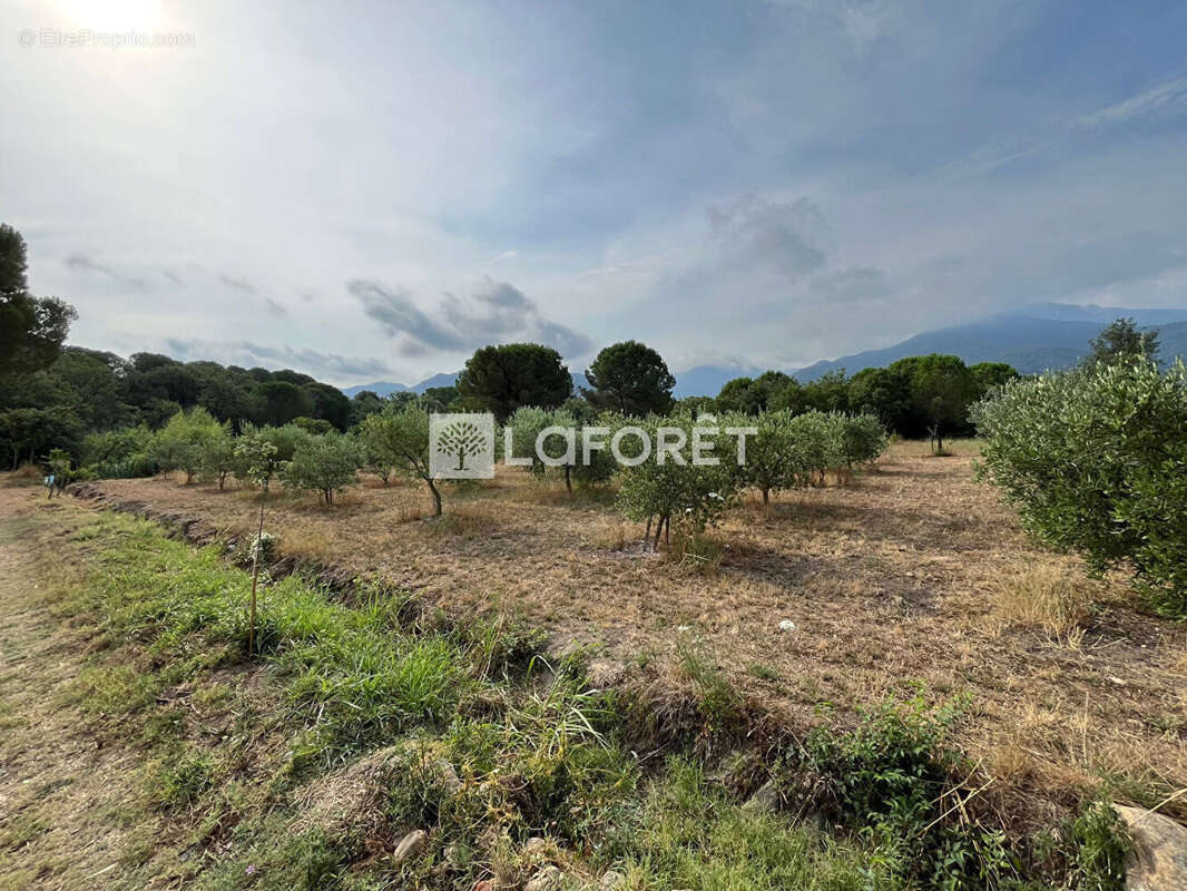 Terrain à LAROQUE-DES-ALBERES