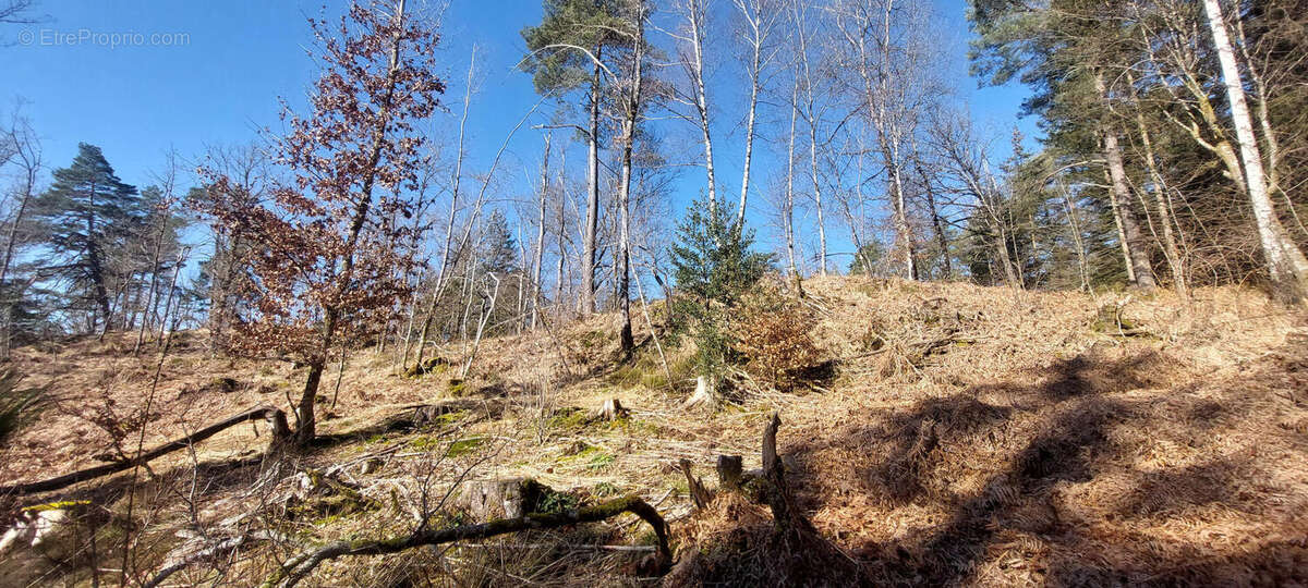 20250303_110855 - Terrain à FAUCOGNEY-ET-LA-MER