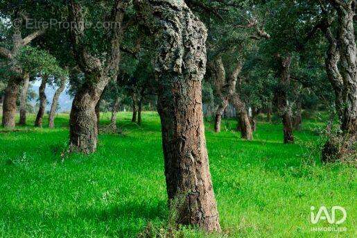 Photo 3 - Terrain à MAUREILLAS-LAS-ILLAS
