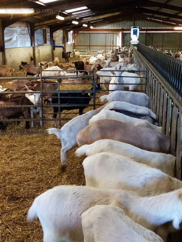 Exploitation caprine avec transformation fromagère, vente directe et maison d'habitation   19,33 ha   Indre - photo 14