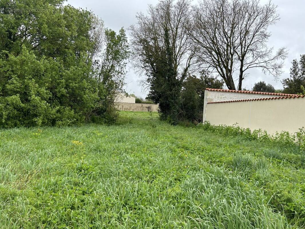Terrain à SALLES-SUR-MER