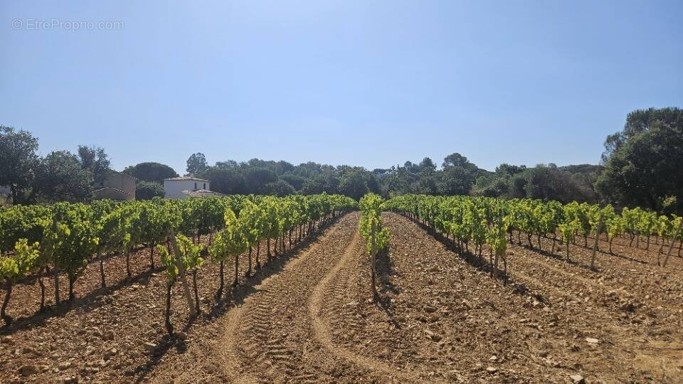Terrain à COGOLIN