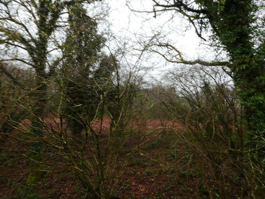 Terrain à SAINT-TUGDUAL